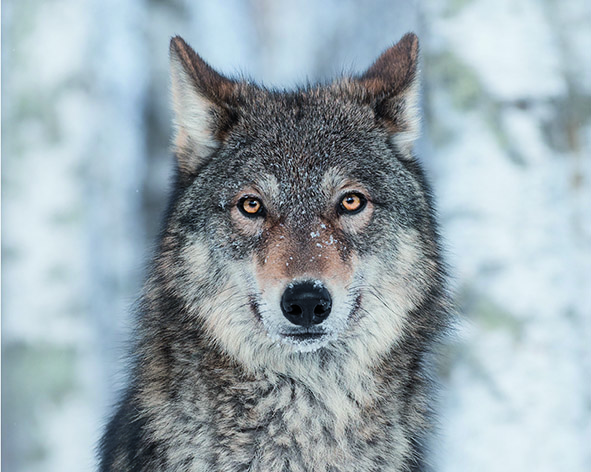 Wir sehen Koop, Hase und Brust eines Wolf, der direkt in die Kamera schaut. Seine Augen sind gelbbraun, die Stirn grau, Schnauze und Hals haben cremeweißes Fell. Der Hintergrund ist winterlich weiß, es sind verschwommen verschneite Tannenbäume zu erkennen.