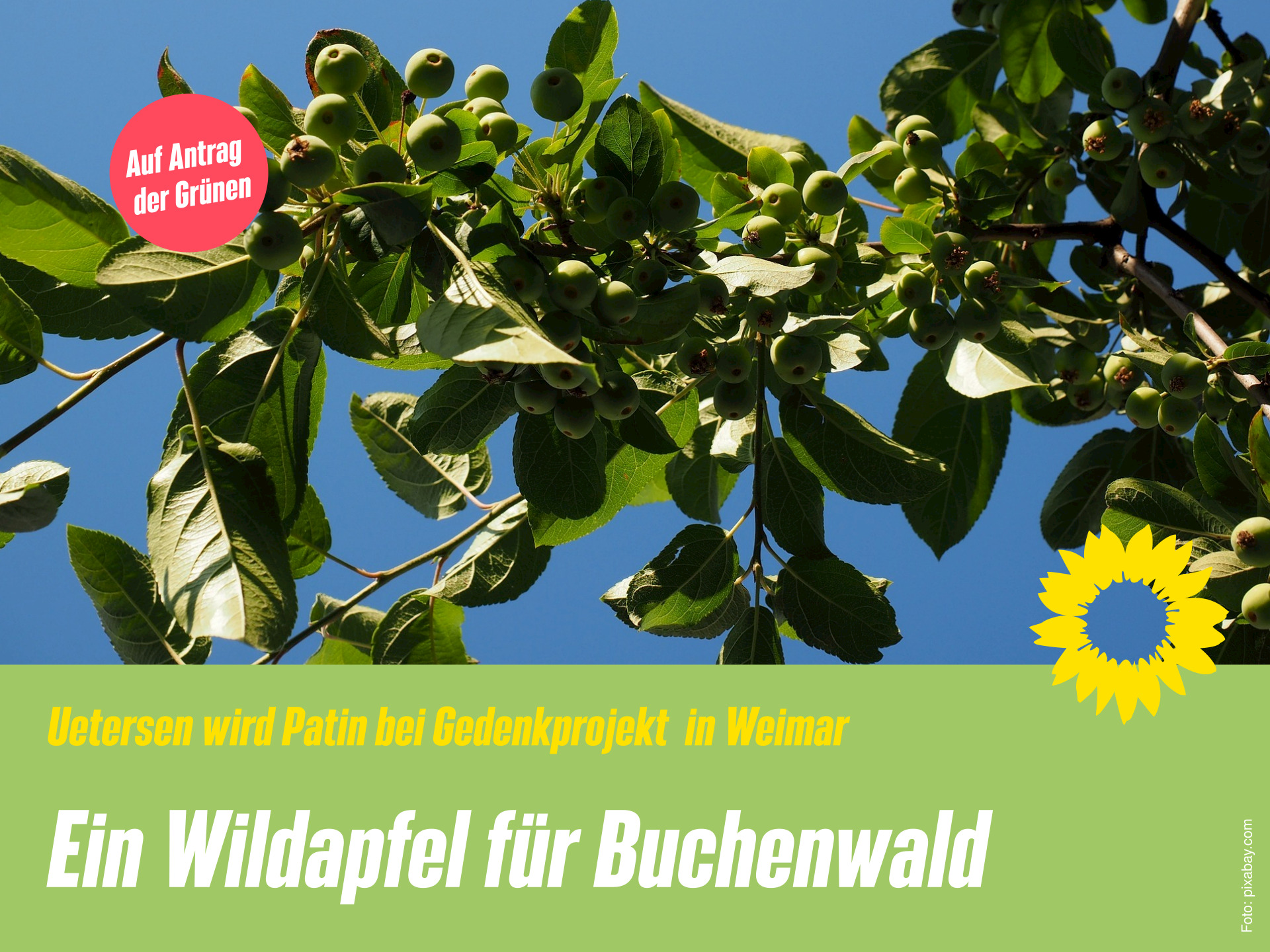 Der Ast eines Wildapfelbaums, aus der Froschperspektive fotografiert, mit vielen grünen Blättern und kleinen grünen Äpfeln ragt in den sonnige, blauen Himmel